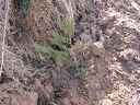 Young Giant Redwood planted at bottom of mountain slope