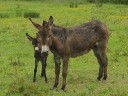 Donkey & Junior