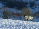 Barn Menaced by Giant Sheep in the Snow