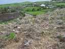 Lots of Sprouting on Mountainside